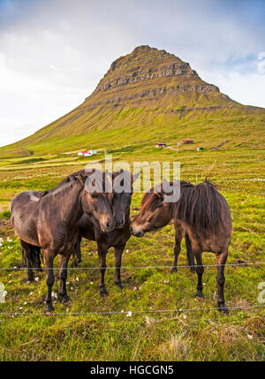 Chevaux islandais dans un pâturage avec Kirkjufell Mountain en arrière-plan, Snaefellsnes, Islande, été, Europe,Montagnes d'Islande, île d'été pt Banque D'Images