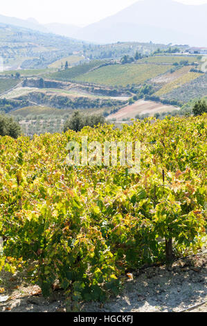 Domaine Helios Winery, Nemea, péninsule du Péloponnèse, Grèce Banque D'Images