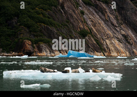 Le phoque commun (Phoca vitulina) sur le glacier iceberg près de dawes, Endicott Arm, la forêt nationale tongass, Alaska, USA. cliff fjords à parois coupées en t Banque D'Images