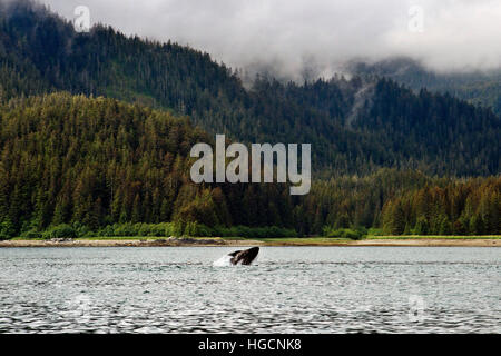 Les baleines à bosse et de soufflage en plongée Icy Strait. Glacier Bay National Park et préserver. De l'Île Chichagof. Juneau. Sud-est de l'Alaska. Aujourd'hui, c'est la ult Banque D'Images