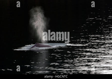 Les baleines à bosse et de soufflage en plongée Icy Strait. Glacier Bay National Park et préserver. De l'Île Chichagof. Juneau. Sud-est de l'Alaska. Aujourd'hui, c'est la ult Banque D'Images