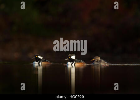 Un trio de harles couronnés nager sur un étang calme comme le soleil du matin brille sur eux sur un fond noir. Banque D'Images