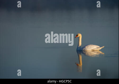 Un cygne muet flotte sur l'eau calme comme la première lumière du matin brille sur l'oiseau. Banque D'Images