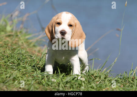 Chien Beagle puppy sitting Banque D'Images