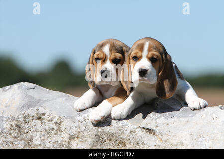 Chien Beagle chiot couché dans un rocher Banque D'Images