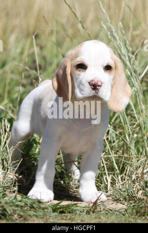 Chien Beagle chiot dans un pré Banque D'Images