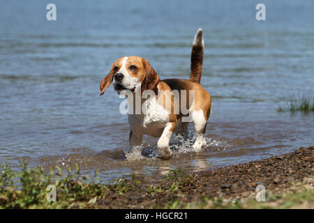 Chien Beagle des profils d'exécution dans la face du lac Banque D'Images