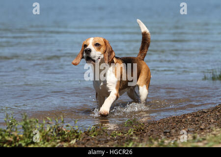 Chien Beagle des profils d'exécution dans la face du lac Banque D'Images