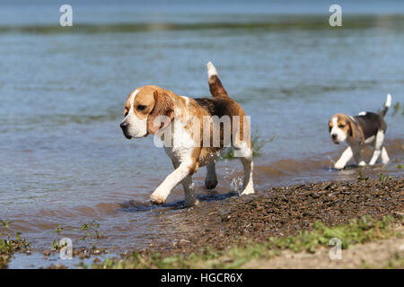 Beagle Chiot Chien Adulte et tournant au bord de l'eau deux profil Banque D'Images