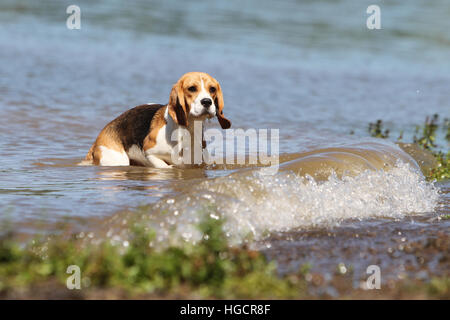 Chien Beagle des profils d'exécution dans la face du lac Banque D'Images