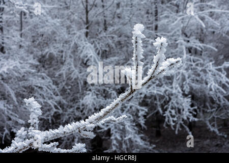 Le givre Le givre sur les branches contre frosty toile Banque D'Images