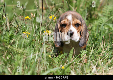 Chien Beagle puppy sitting Banque D'Images