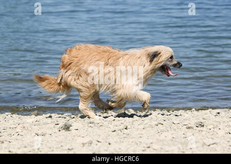 Chien Berger Des Pyrénées adultes adultes fonctionnant sur une plage de galets fawn Banque D'Images