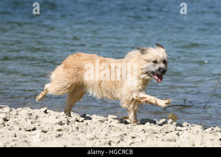 Chien Berger Des Pyrénées adultes adultes fonctionnant sur une plage de galets fawn Banque D'Images