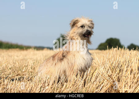 Chien Berger Des Pyrénées des profils assis dans un champ de paille fauve profil Banque D'Images