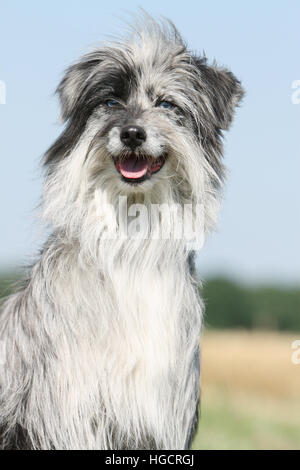 Berger des Pyrénées, chien bleu merle portrait séance adultes Banque D'Images