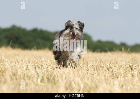 Berger des Pyrénées, chien bleu merle adultes courir dans un champ de paille face Banque D'Images