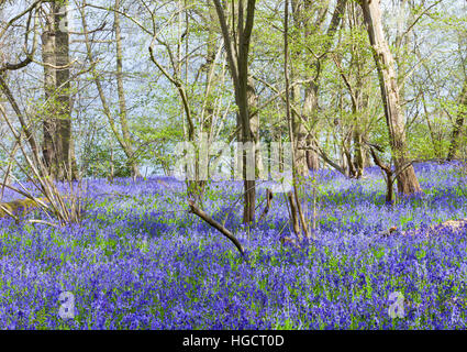 Jacinthes en fleurs feuilles fraîches sous les arbres d'une forêt, sur le printemps, journée ensoleillée Banque D'Images