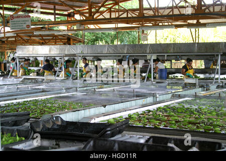 Travailleurs costaricains dans une usine d'emballage de bananes Del Monte. Banque D'Images