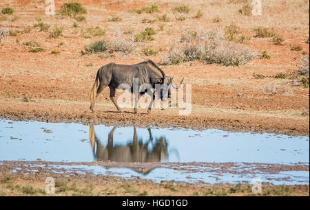 Le Gnou noir à un point d'eau dans la savane dans le sud de l'Afrique Banque D'Images