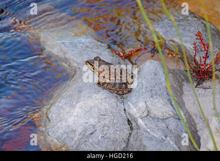 Une Grenouille Cape River assis sur un rocher d'un ruisseau en Afrique du Sud Banque D'Images