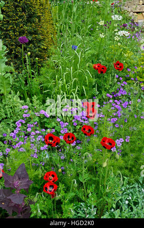 Mixte colorés de fleurs plantées Ladybird coquelicots, y compris aux frontières et les herbes d'Allium dans un chalet jardin Banque D'Images
