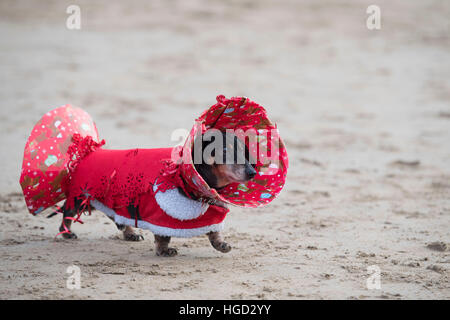 Un teckel chien saucisse habillé en robe de Noël comme un cracker de noël. Banque D'Images