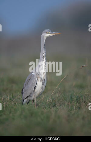 Héron cendré (Ardea cinerea ), se pavanant à travers une prairie humide, typique entourant, élégant, prise d'une faible point de vue. Banque D'Images