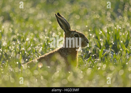 Lièvre brun / lièvre européen ( Lepus europaeus ) se trouve dans un champ humide de rosée de blé d'hiver, dans la première lumière du soleil du matin, le contre-jour. Banque D'Images