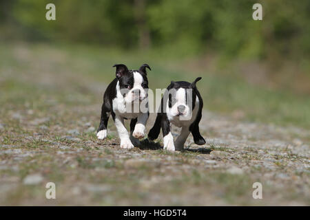 Chien chiens Boston terrier noir avec deux Chiots chiot blanc tournant Banque D'Images