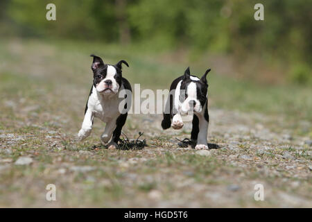 Chien chiens Boston terrier noir avec deux Chiots chiot blanc tournant Banque D'Images