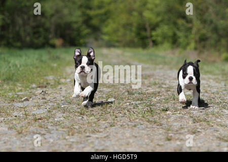 Chien chiens Boston terrier noir avec deux Chiots chiot blanc tournant Banque D'Images