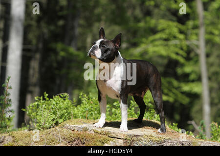 Chien Boston Terrier adultes adultes noir avec blanc debout face Banque D'Images