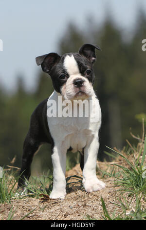 Chien Boston Terrier puppy noir avec blanc debout face Banque D'Images