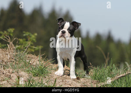 Chien Boston Terrier puppy noir avec blanc debout face Banque D'Images