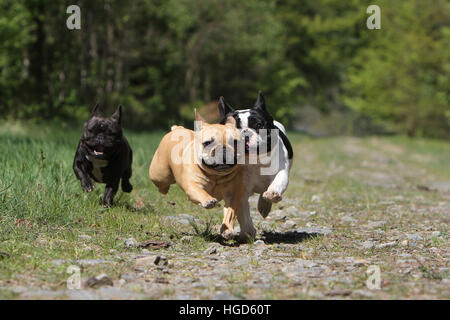 Chien Bouledogue Français Bouledogue Français / trois adultes exécutant différentes couleurs face Banque D'Images