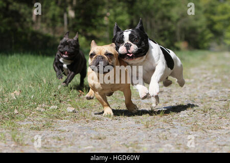 Chien Bouledogue Français Bouledogue Français / trois adultes exécutant différentes couleurs face Banque D'Images