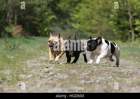 Chien Bouledogue Français Bouledogue Français / trois adultes exécutant différentes couleurs face Banque D'Images