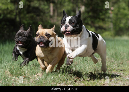 Chien Bouledogue Français Bouledogue Français / trois adultes exécutant différentes couleurs face Banque D'Images