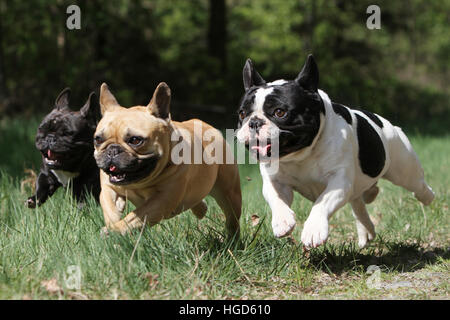 Chien Bouledogue Français Bouledogue Français / trois adultes exécutant différentes couleurs face Banque D'Images