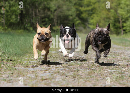 Chien Bouledogue Français Bouledogue Français / trois adultes exécutant différentes couleurs face Banque D'Images