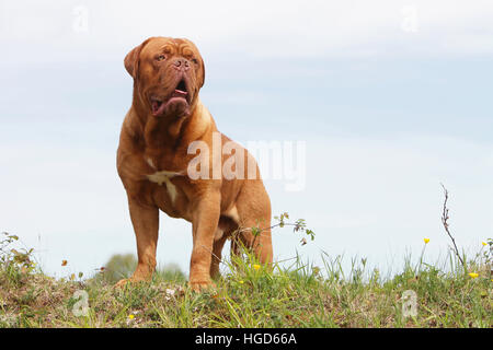 Chien Dogue de Bordeaux / Dogue de Bordeaux permanent adultes Banque D'Images