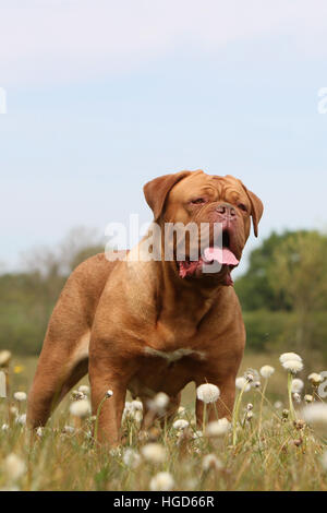 Chien Dogue de Bordeaux / Dogue de Bordeaux permanent adultes Banque D'Images