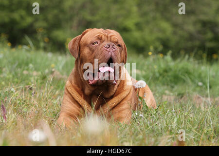 Chien Dogue de Bordeaux / Dogue de Bordeaux hot allongé sur le sol Banque D'Images