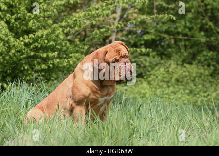 Chien Dogue de Bordeaux / Dogue de Bordeaux séance adultes Banque D'Images