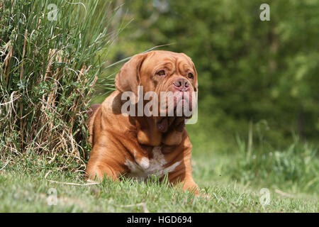 Chien Dogue de Bordeaux / Dogue de Bordeaux hot allongé sur le sol Banque D'Images