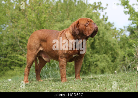 Chien Dogue de Bordeaux / Dogue de Bordeaux permanent adultes Banque D'Images