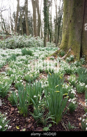 Des touffes de perce-neige (Galanthus) Banque D'Images