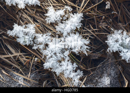 Cristaux de givre à un ressort dans l'Oregon est Montagnes Wallowa. Banque D'Images