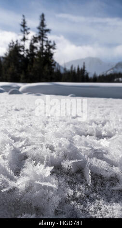 Cristaux de givre à un ressort dans l'Oregon est Montagnes Wallowa. Banque D'Images